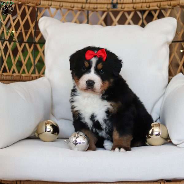 Princess Star, Bernese Mountain Dog Puppy